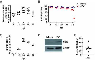 Japanese Encephalitis Virus Infected Human Monocyte-Derived Dendritic Cells Activate a Transcriptional Network Leading to an Antiviral Inflammatory Response